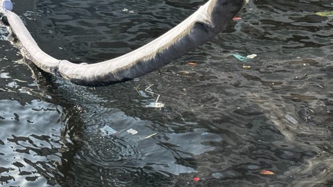 İzmir Körfezi'nde petrol sızıntısı: Deniz yüzeyi siyah renge boyandı