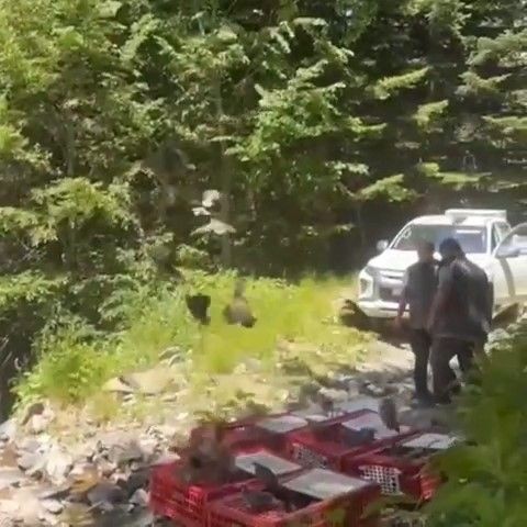 Bursa'da kene ile mücadele timleri doğaya salındı - Resim: 1