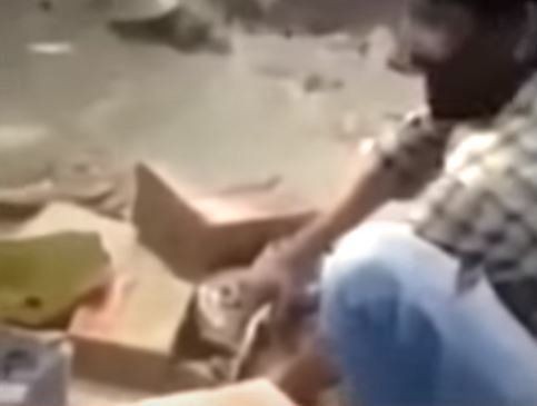 Piton herkesin gözü önünde boğdu! Gösteri zannediyorlardı ama gerçek çok farklı çıktı - Resim: 2