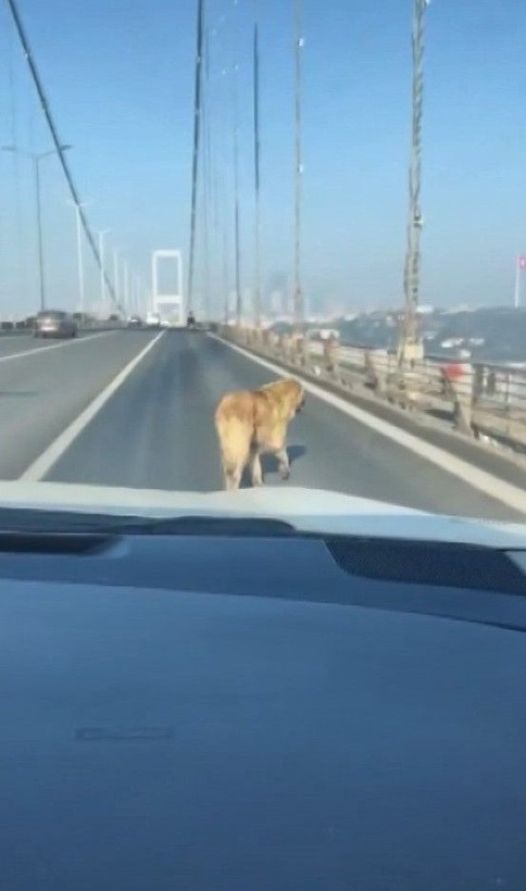 Sokak köpeği, Anadolu Yakası'ndan Avrupa Yakası'na geçmek için 15 Temmuz Şehitler Köprüsü'nü tercih etti - Resim: 4