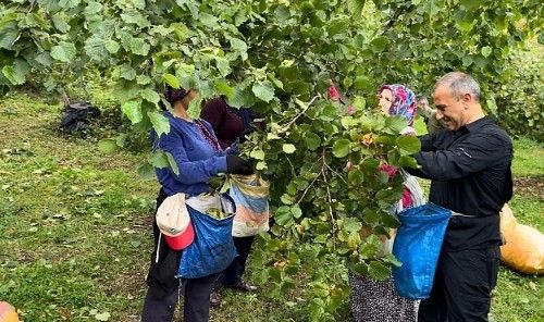 Fındık üreticileri dikkat! Ordu'da fındık işçi yevmiyesi ve diğer ücretler belli oldu - Resim: 4