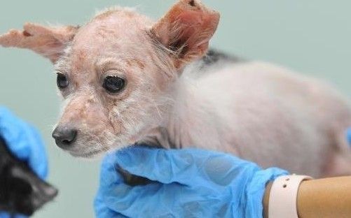 Bursa'da 'insanlık ölmüş' dedirten olay! Köpekleri çiftliğe kapatıp... - Resim: 1