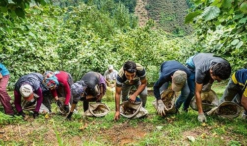 Fındık üreticileri dikkat! Ordu'da fındık işçi yevmiyesi ve diğer ücretler belli oldu - Resim: 5