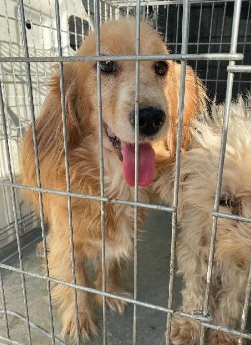 Bursa'da 'insanlık ölmüş' dedirten olay! Köpekleri çiftliğe kapatıp... - Resim: 9