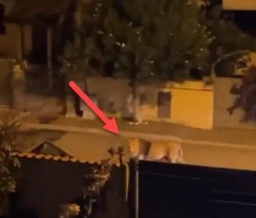 Sokakta aslan paniği! Yetkilerden uyarı geldi: Evden çıkmayın - Resim: 3