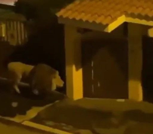 Sokakta aslan paniği! Yetkilerden uyarı geldi: Evden çıkmayın - Resim: 2