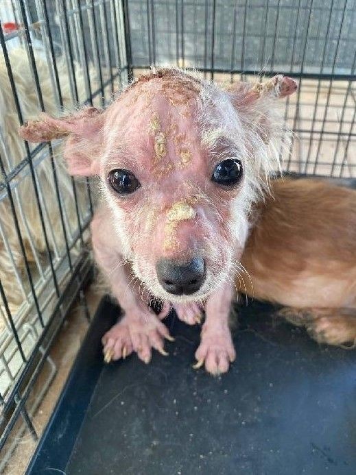 Bursa'da 'insanlık ölmüş' dedirten olay! Köpekleri çiftliğe kapatıp... - Resim: 8