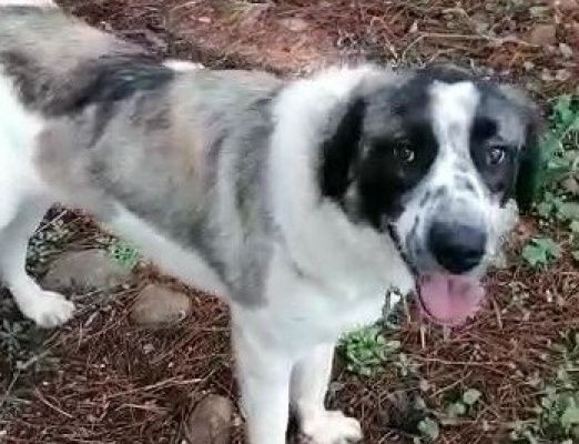 Muğla'da vahşet! Gezdirmeye çıkardığı köpeği silahla vurularak öldürüldü - Resim: 1