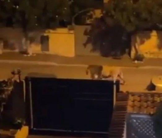 Sokakta aslan paniği! Yetkilerden uyarı geldi: Evden çıkmayın - Resim: 4