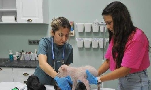 Bursa'da 'insanlık ölmüş' dedirten olay! Köpekleri çiftliğe kapatıp... - Resim: 11