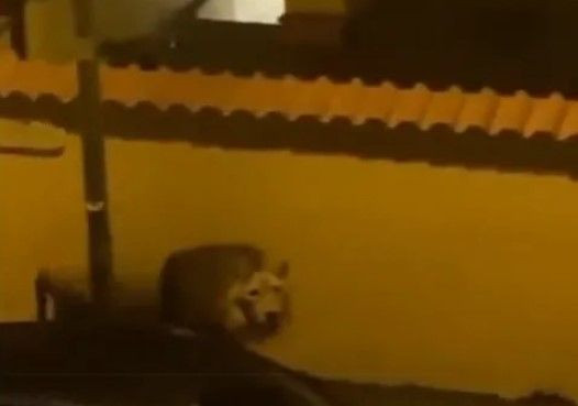 Sokakta aslan paniği! Yetkilerden uyarı geldi: Evden çıkmayın - Resim: 1