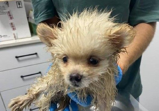Bursa'da 'insanlık ölmüş' dedirten olay! Köpekleri çiftliğe kapatıp... - Resim: 6