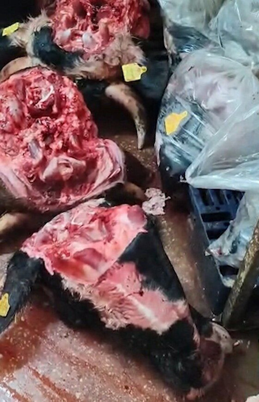 Çanakkale’de izinsiz ve uygunsuz koşullarda et işleme faaliyeti gösteren işletme mühürlendi - Resim: 4