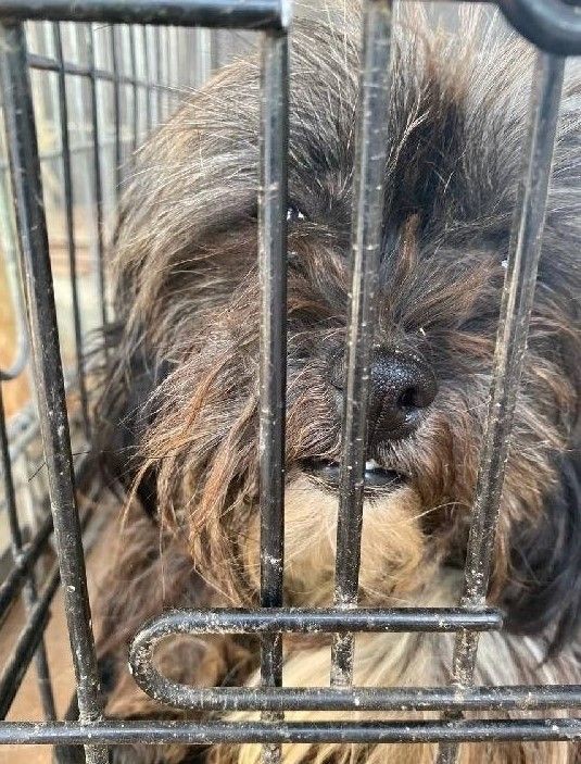 Bursa'da 'insanlık ölmüş' dedirten olay! Köpekleri çiftliğe kapatıp... - Resim: 2