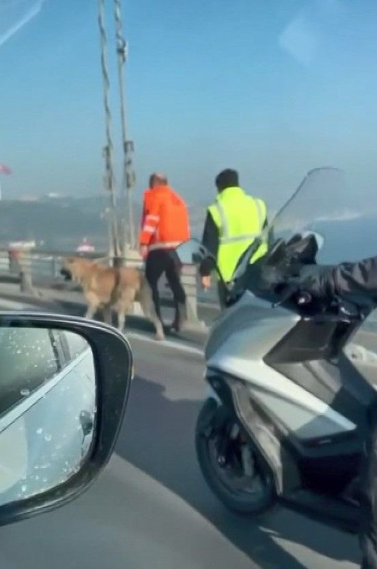 Sokak köpeği, Anadolu Yakası'ndan Avrupa Yakası'na geçmek için 15 Temmuz Şehitler Köprüsü'nü tercih etti - Resim: 1