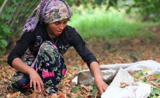 Fındık üreticileri dikkat! Ordu'da fındık işçi yevmiyesi ve diğer ücretler belli oldu - Resim: 6