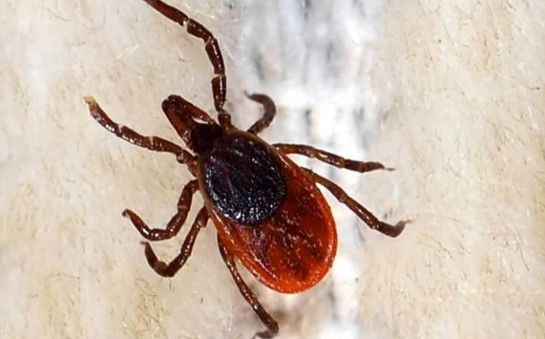 Kene can almaya devam ediyor: Ölü sayısı 8'e yükseldi - Resim: 6