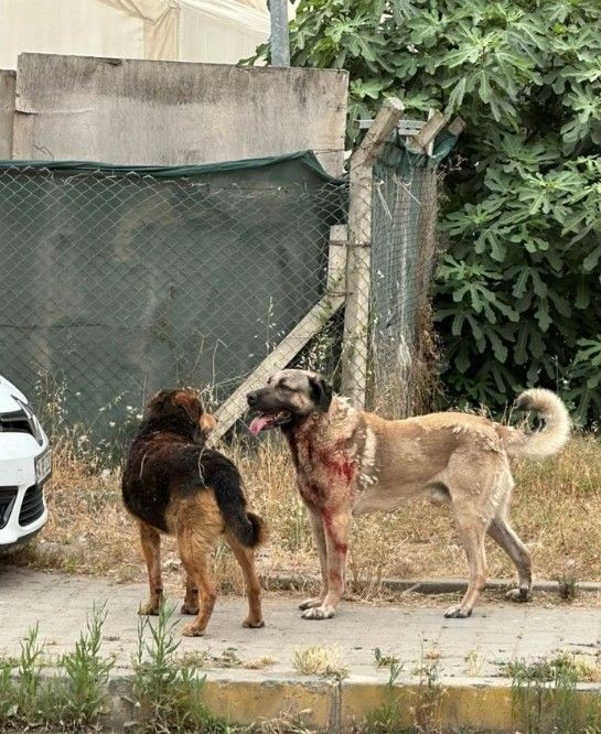 Ataşehir ve Bursa'da köpek vahşeti! - Resim: 2