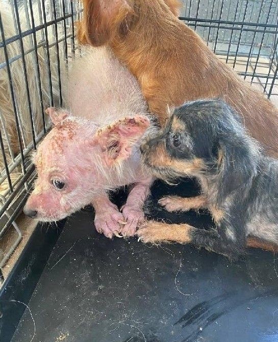 Bursa'da 'insanlık ölmüş' dedirten olay! Köpekleri çiftliğe kapatıp... - Resim: 13