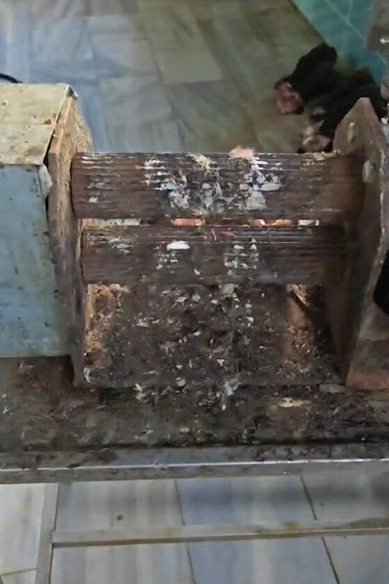 Çanakkale’de izinsiz ve uygunsuz koşullarda et işleme faaliyeti gösteren işletme mühürlendi - Resim: 3