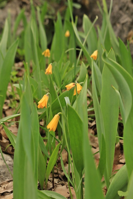 Türkiye’de yetişen 53’üncü ters lale türüne, keşfeden öğretmenin soyadı verildi; ‘Fritillaria Yalcinii’ - Resim: 3