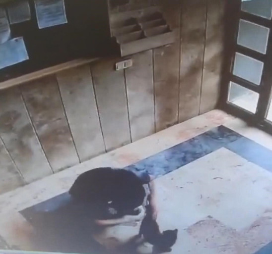 Başakşehir'de kedi Cezve'yi işkenceyle öldüren sanığa 3 yıl 8 ay hapis cezası - Resim : 1