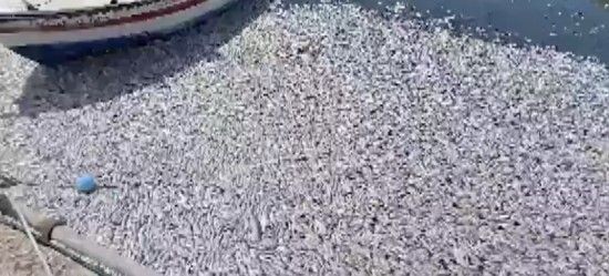 İzmir'den sonra Yunanistan! Milyonlarca balığın ölüsü sahile vurdu - Resim: 5