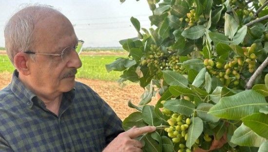 Kemal Kılıçdaroğlu Gaziantep'te fıstık bahçelerini dolaştı - Resim: 7