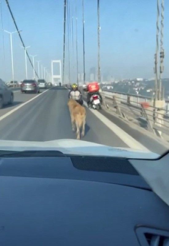 Sokak köpeği, Anadolu Yakası'ndan Avrupa Yakası'na geçmek için 15 Temmuz Şehitler Köprüsü'nü tercih etti - Resim: 3