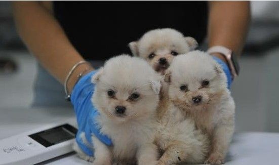 Bursa'da 'insanlık ölmüş' dedirten olay! Köpekleri çiftliğe kapatıp... - Resim: 7