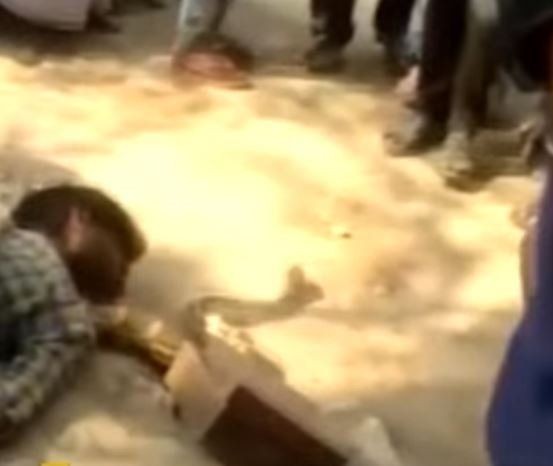 Piton herkesin gözü önünde boğdu! Gösteri zannediyorlardı ama gerçek çok farklı çıktı - Resim: 39