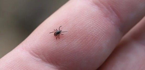 Kene can almaya devam ediyor: Ölü sayısı 8'e yükseldi - Resim: 7