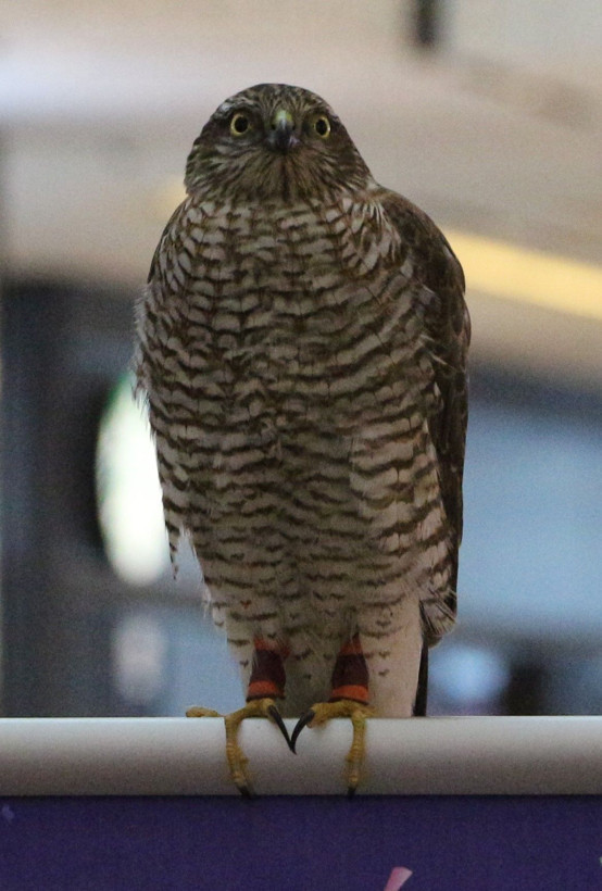 Rize'de "Atmaca Güzellik Yarışması" düzenlendi - Resim: 1