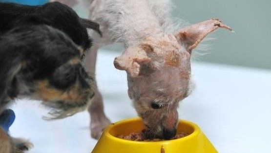 Bursa'da 'insanlık ölmüş' dedirten olay! Köpekleri çiftliğe kapatıp... - Resim: 10