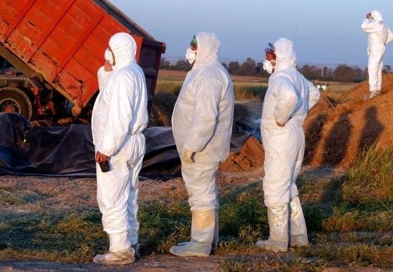 Kuş gribi mutasyona uğradı! İnsanlar için daha ölümcül ve daha bulaşıcı - Resim: 13