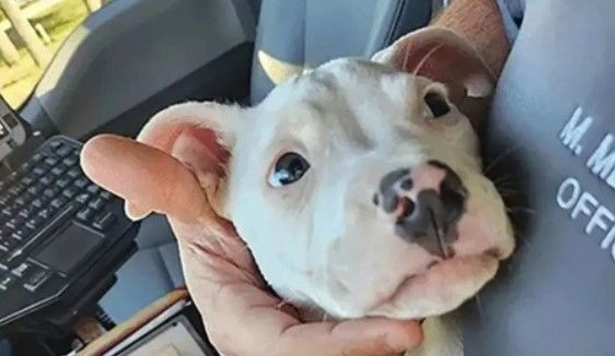 ABD'de tüyler ürperten olay! Genç anne 4 aylık bebeği ile pitbullu aynı odada bıraktı! Sesleri duyup odaya koştu! Sonrası korkunç... - Resim: 2
