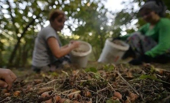 Fındık üreticileri dikkat! Ordu'da fındık işçi yevmiyesi ve diğer ücretler belli oldu - Resim: 3