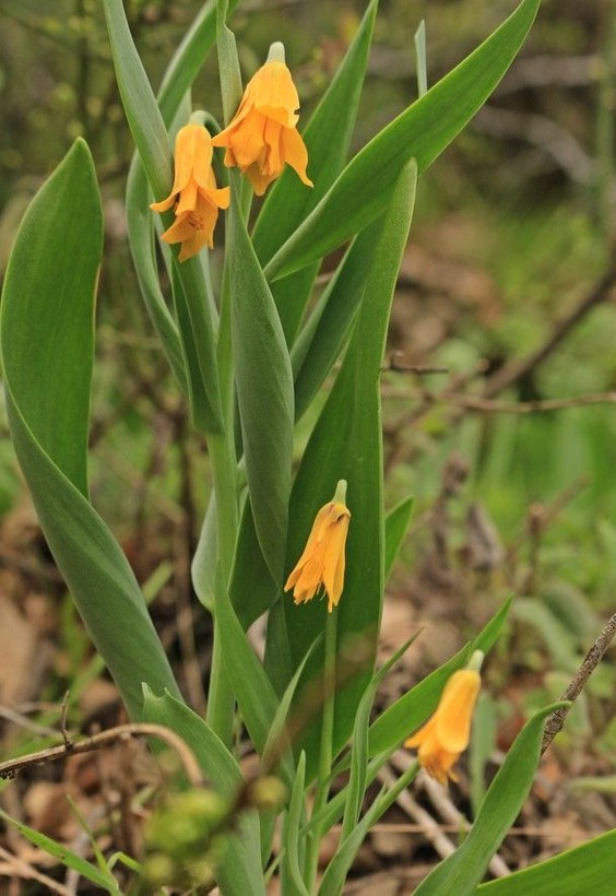 Türkiye’de yetişen 53’üncü ters lale türüne, keşfeden öğretmenin soyadı verildi; ‘Fritillaria Yalcinii’ - Resim: 4