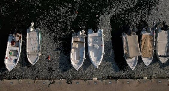 İzmir'den sonra Yunanistan! Milyonlarca balığın ölüsü sahile vurdu - Resim: 3