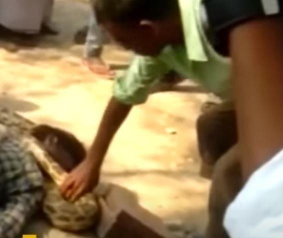 Piton herkesin gözü önünde boğdu! Gösteri zannediyorlardı ama gerçek çok farklı çıktı - Resim: 37