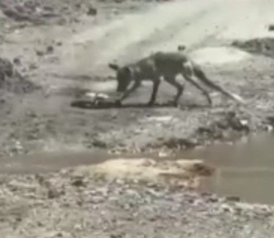 Görüntüler Türkiye'den! Belgeselleri aratmayan savaş: Tilki ile yılanın yaşam mücadelesi kamerada! - Resim: 16