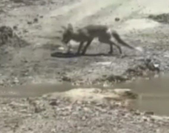 Görüntüler Türkiye'den! Belgeselleri aratmayan savaş: Tilki ile yılanın yaşam mücadelesi kamerada! - Resim: 17
