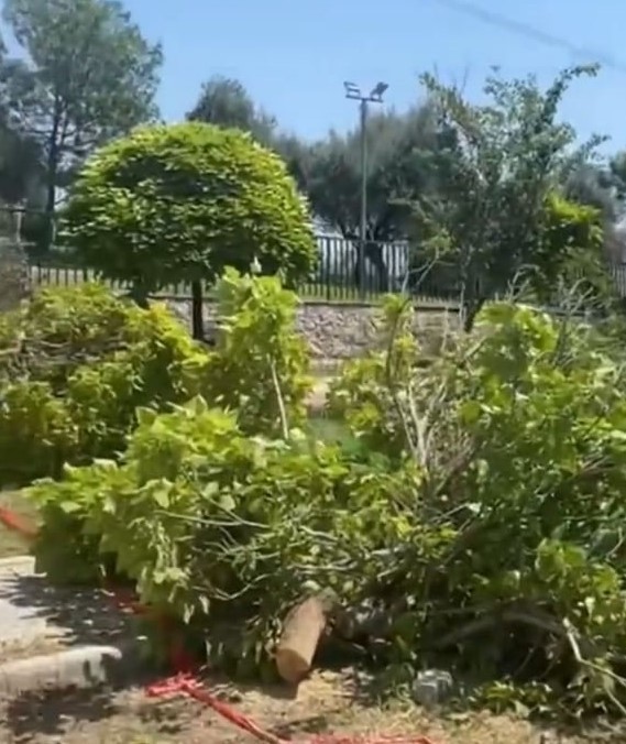 Akbelen'de 'çevreci' olanlar Bornova'da sustu! CHP'li belediye ağaç katliamı yaptı - Resim : 3