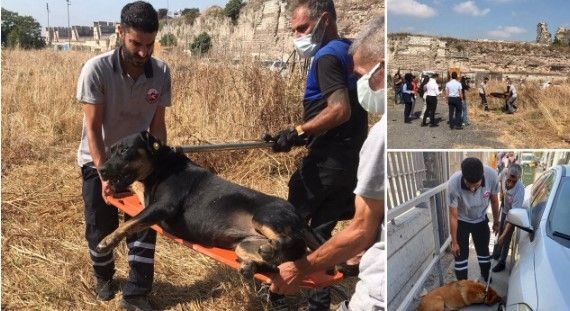 Fatih'te sokak köpeklerinin parçalayarak öldürdüğü adam neler yaşadı? Vahşet hastane raporunda - Resim: 4