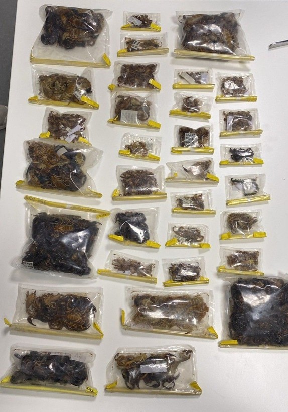ABD'li müze müdürü tarantula ve akrep kaçakçılığı yaparken İstanbul Havalimanı'nda yakalandı - Resim: 5