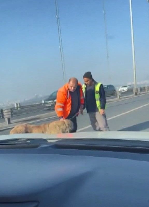Sokak köpeği, Anadolu Yakası'ndan Avrupa Yakası'na geçmek için 15 Temmuz Şehitler Köprüsü'nü tercih etti - Resim: 2