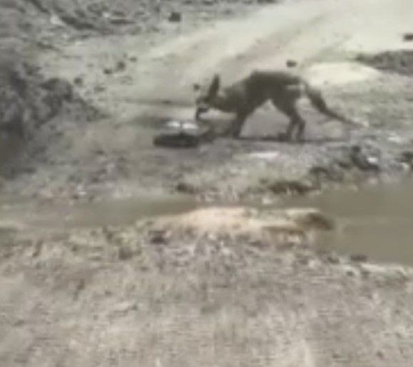 Görüntüler Türkiye'den! Belgeselleri aratmayan savaş: Tilki ile yılanın yaşam mücadelesi kamerada! - Resim: 14