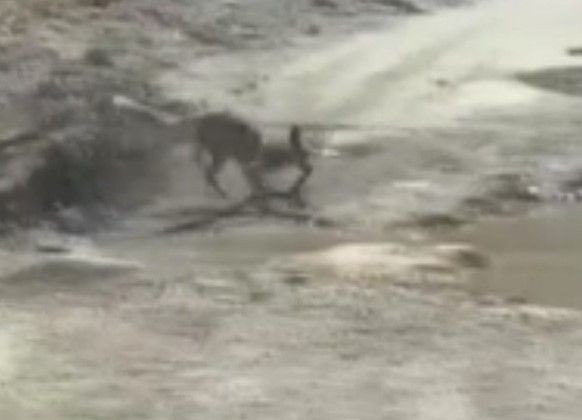 Görüntüler Türkiye'den! Belgeselleri aratmayan savaş: Tilki ile yılanın yaşam mücadelesi kamerada! - Resim: 8