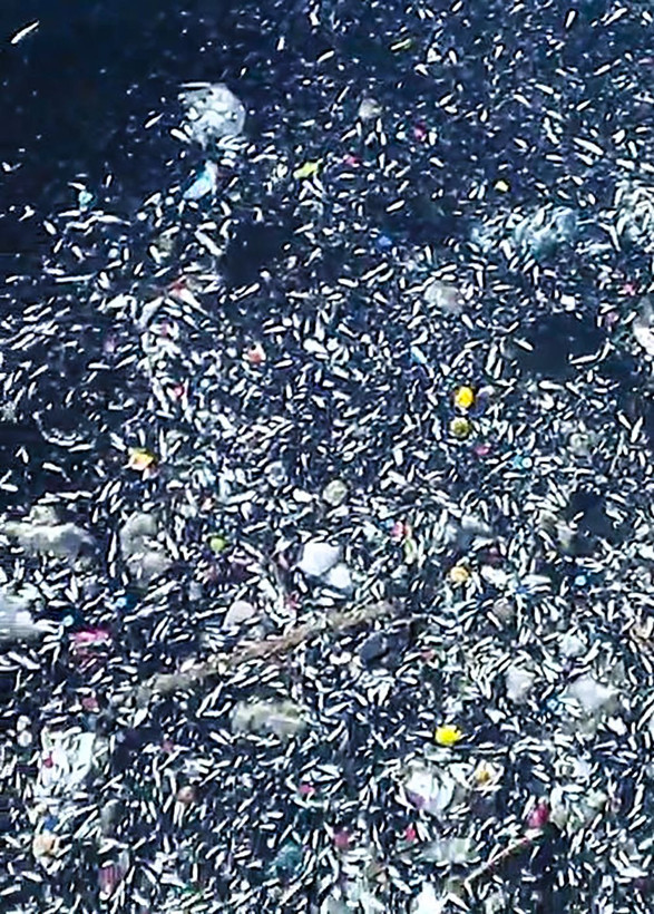 Seyhan Nehri'nde balık ölümleri - Resim: 1