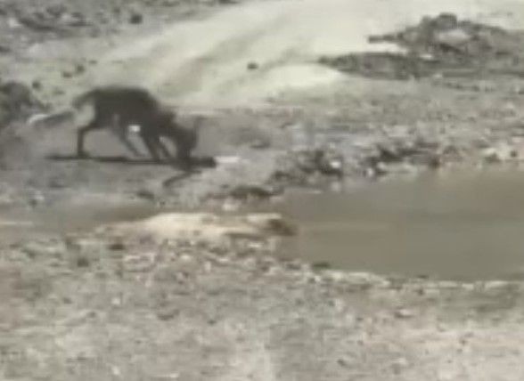 Görüntüler Türkiye'den! Belgeselleri aratmayan savaş: Tilki ile yılanın yaşam mücadelesi kamerada! - Resim: 9